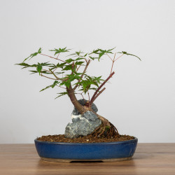 Acer palmatum yamamomiji - B3657