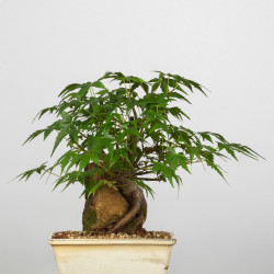 Acer palmatum yamamomiji -...