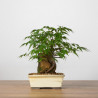 Acer palmatum yamamomiji - B3658