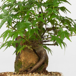 Acer palmatum yamamomiji - B3658