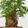 Acer palmatum yamamomiji - B3658