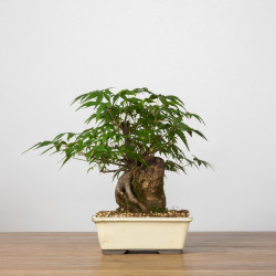 Acer palmatum yamamomiji - B3658