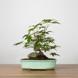 Acer palmatum yamamomiji -...
