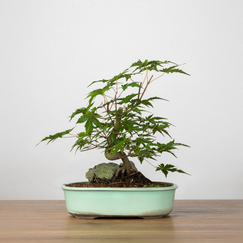 Acer palmatum yamamomiji - B3660