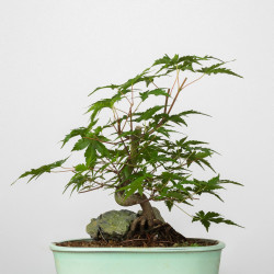 Acer palmatum yamamomiji - B3660