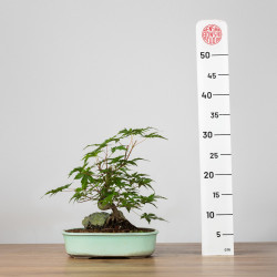 Acer palmatum yamamomiji - B3660