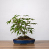 Acer palmatum yamamomiji - B3661