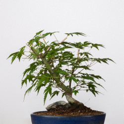 Acer palmatum yamamomiji -...