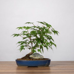Acer palmatum yamamomiji - B3661
