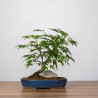 Acer palmatum yamamomiji - B3661