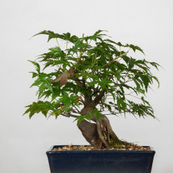 Acer palmatum yamamomiji -...
