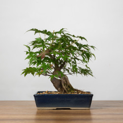 Acer palmatum yamamomiji - B3667
