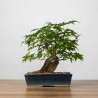 Acer palmatum yamamomiji - B3667