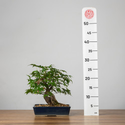 Acer palmatum yamamomiji - B3667