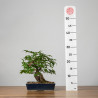 Acer palmatum yamamomiji - B3667