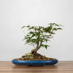 Acer palmatum yamamomiji -...