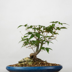 Acer palmatum yamamomiji - B3671