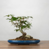 Acer palmatum yamamomiji - B3671