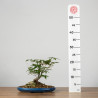 Acer palmatum yamamomiji - B3671