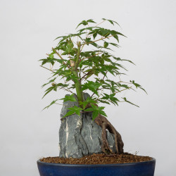 Acer palmatum yamamomiji -...