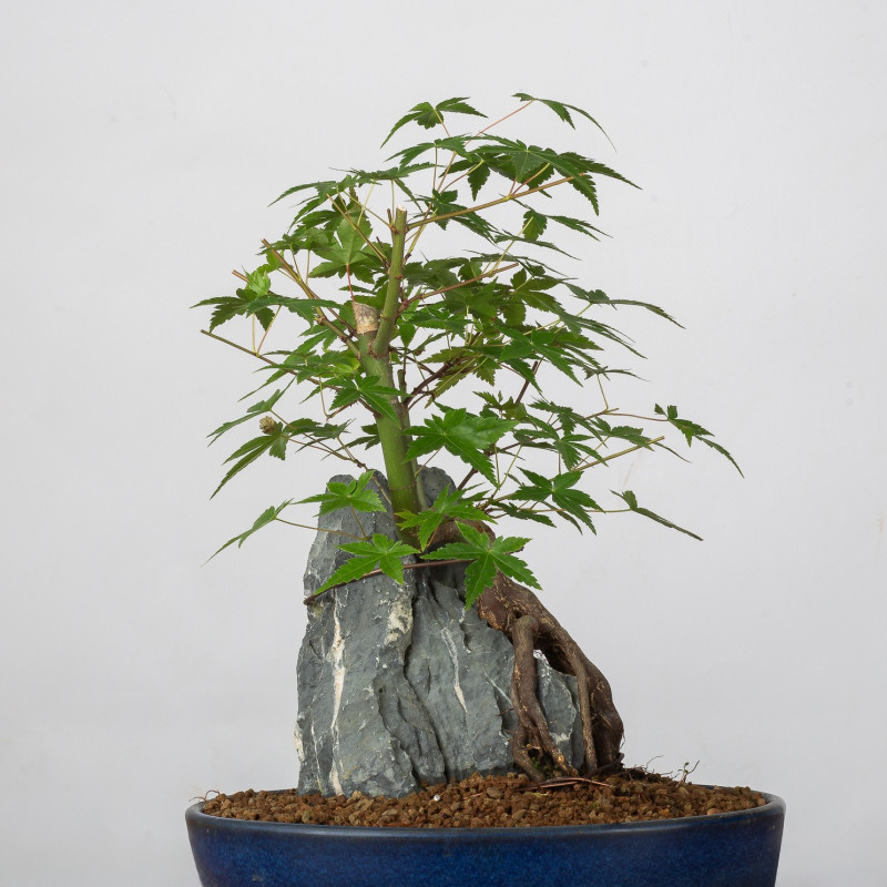 Acer palmatum yamamomiji - B3672