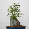 Acer palmatum yamamomiji - B3672