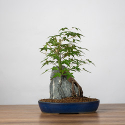 Acer palmatum yamamomiji - B3672
