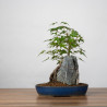 Acer palmatum yamamomiji - B3672
