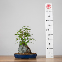 Acer palmatum yamamomiji - B3672