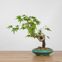 Acer palmatum yamamomiji -...