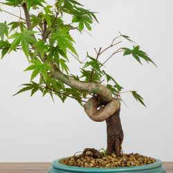 Acer palmatum yamamomiji - B3687