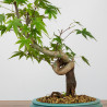 Acer palmatum yamamomiji - B3687