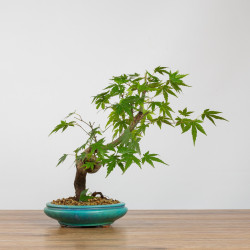 Acer palmatum yamamomiji - B3687