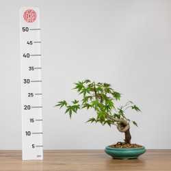 Acer palmatum yamamomiji - B3687