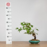 Acer palmatum yamamomiji - B3687