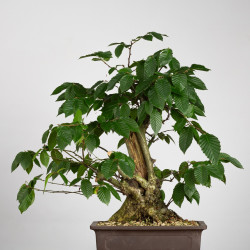 Carpinus betulus - B3851