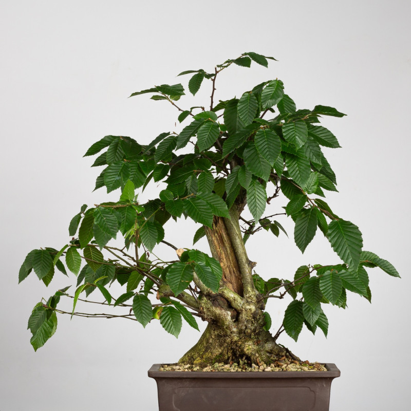Carpinus betulus - B3851