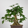 Carpinus betulus - B3851
