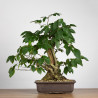Carpinus betulus - B3851