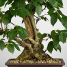 Carpinus betulus - B3851