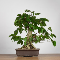 Carpinus betulus - B3851