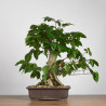 Carpinus betulus - B3851