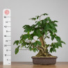 Carpinus betulus - B3851