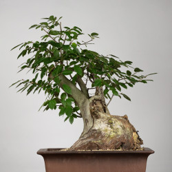 Carpinus betulus - B3855