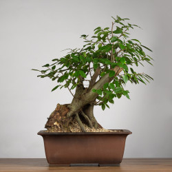 Carpinus betulus - B3855