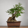 Carpinus betulus - B3855