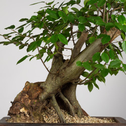 Carpinus betulus - B3855