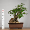 Carpinus betulus - B3855