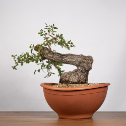 Quercus faginea - B4014