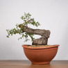 Quercus faginea - B4014